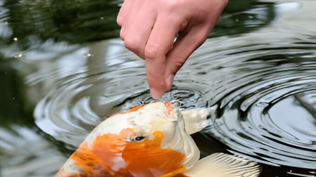 Feed the Koi